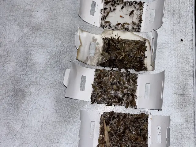 Cockroach monitoring traps recovered from a commercial kitchen
