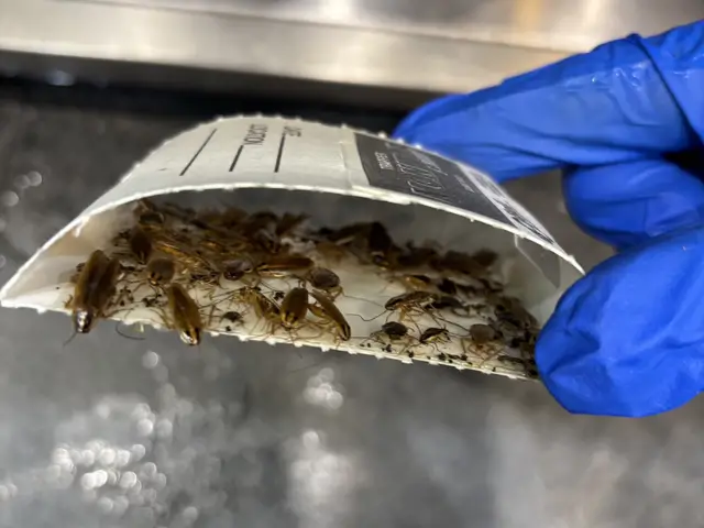German cockroaches captured on a glue board during a commercial treatment