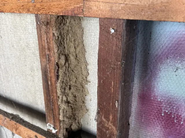 Termite mud lead found in the wall framing of a commercial building