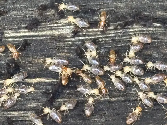 Live termites uncovered in timber during a commercial inspection