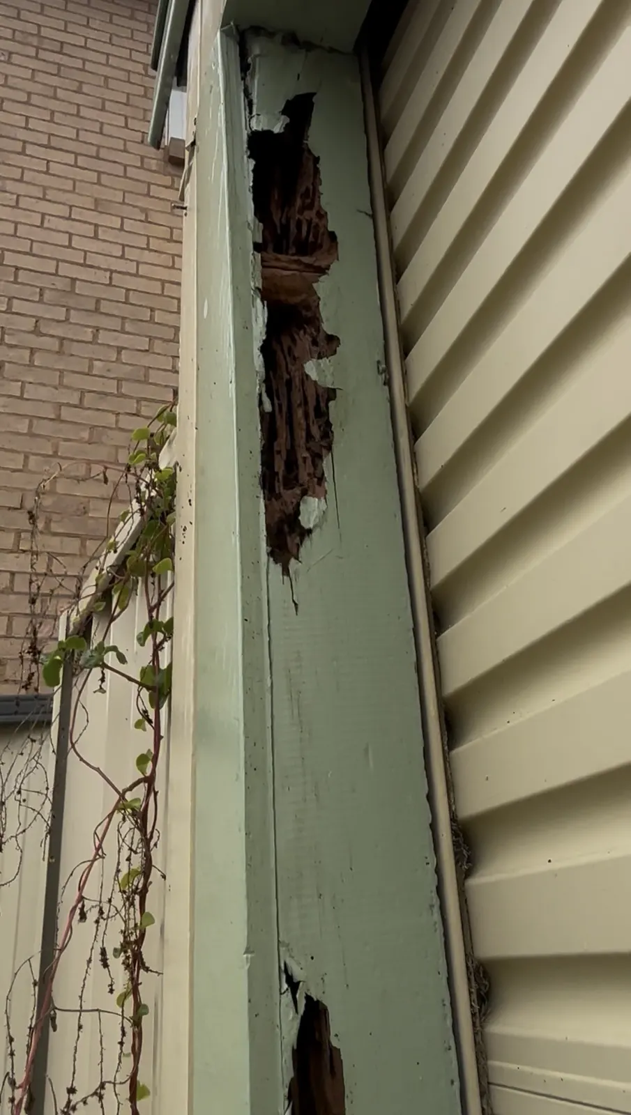 Termite damage uncovered in the timber trim of a home