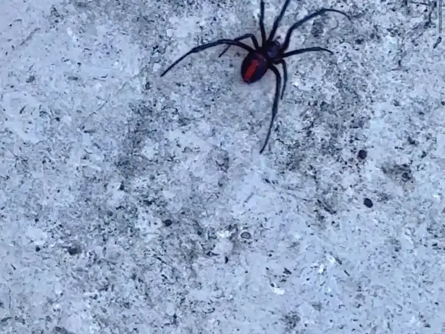 Redback spider found during a residential pest inspection