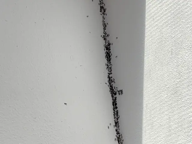 Ant trail treated along an interior wall of a Sydney home