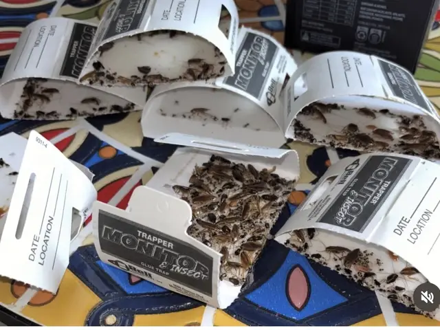 Insect monitor traps with captured pests from a home treatment