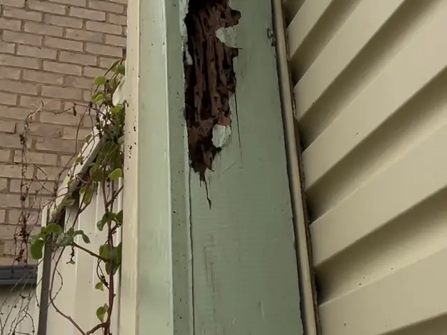 Termite damage uncovered in the timber trim of a home