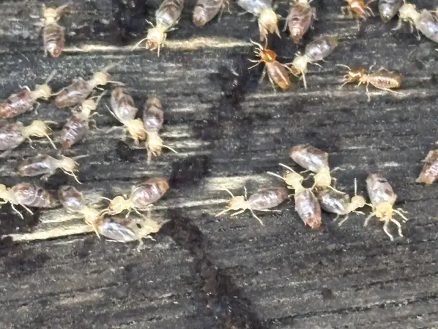 Live termites found in timber during a residential inspection