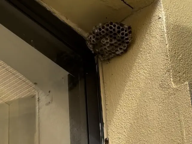 Paper wasp nest removed from a window frame at a strata property