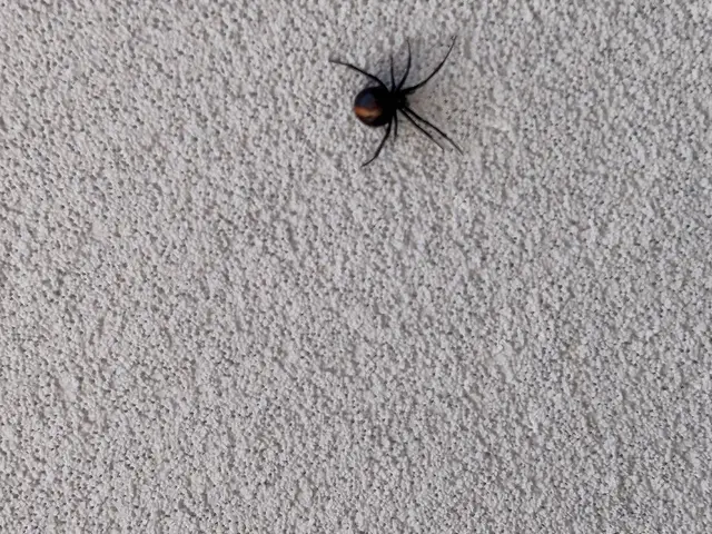 Redback spider found on the wall of a strata building