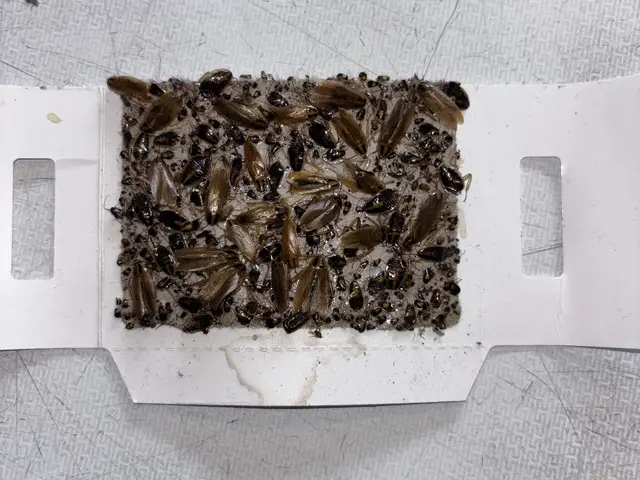 German cockroaches captured on a monitoring trap during a strata treatment